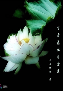 百看花丛自爱莲的出处和背景故事介绍